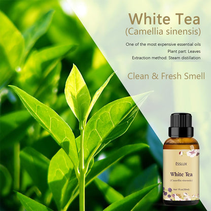 Revitalize Your Space with Pure White Tea Essential Oil - Aromatherapy for Diffusers, Massage, and Candle Making - 30 ml